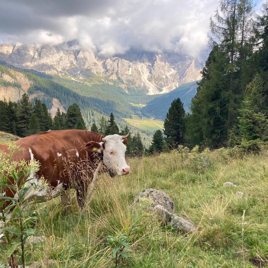 Rifugio Caltena Fiera Di Primiero Zewnętrze zdjęcie