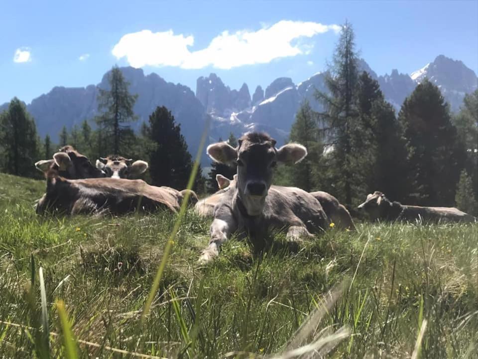 Rifugio Caltena Fiera Di Primiero Zewnętrze zdjęcie