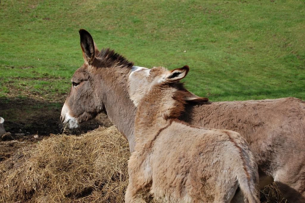 Rifugio Caltena Fiera Di Primiero Zewnętrze zdjęcie