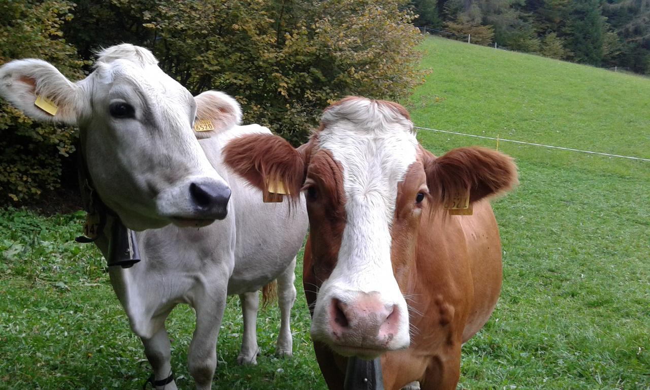 Rifugio Caltena Fiera Di Primiero Zewnętrze zdjęcie